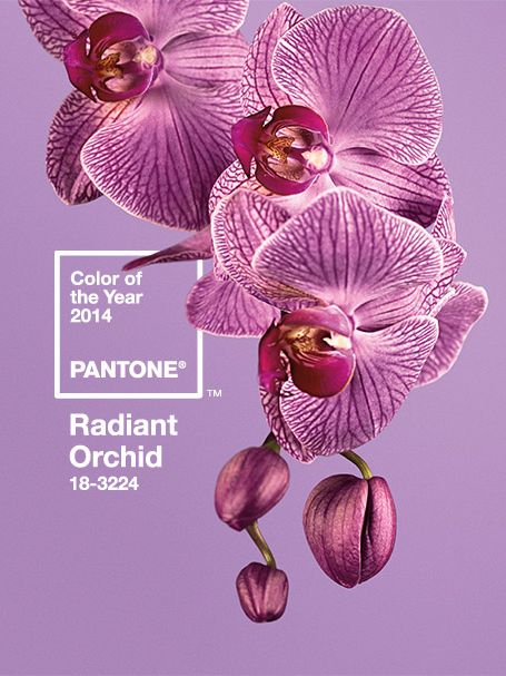 Radiant Orchid - Just Fabrics