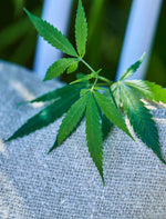 Hemp Fabric / Oat