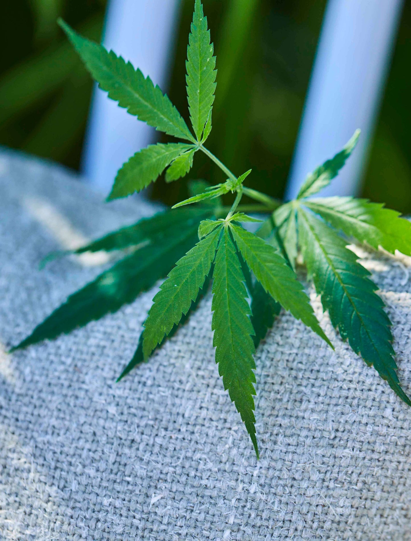 Hemp Fabric / Oat