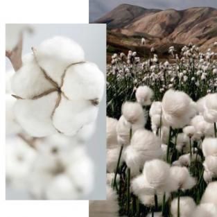 Sustainable Fabrics - Organic Cottons