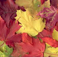 Foliage colours